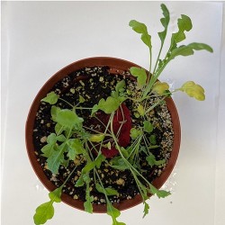 poppy plant growing from seed paper in a pot